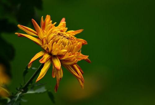 秋菊在线观看,一场穿越时空的乡村传奇